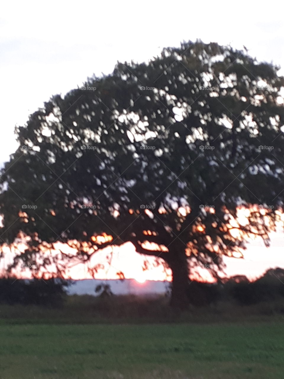 Tree, Landscape, No Person, Park, Grass