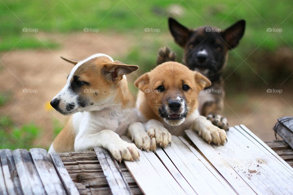 Three puppy are funny in summer.
