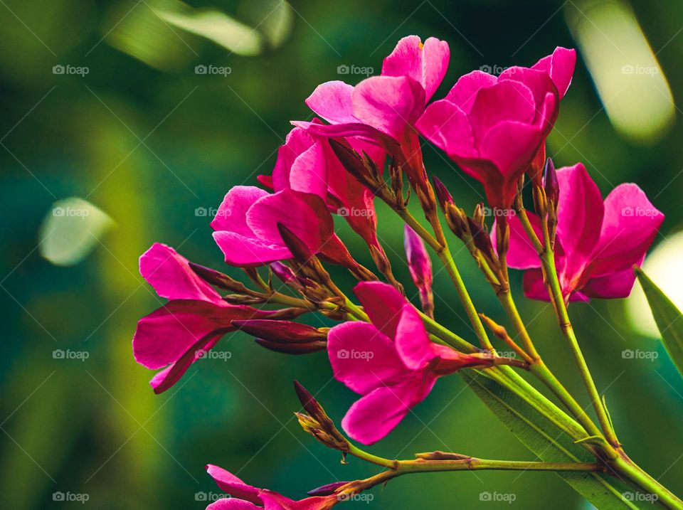 Floral photography - Oleander - Nerium - Closeup 