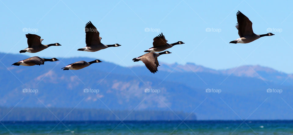 Canada Geese Flying Above Lake Tahoe