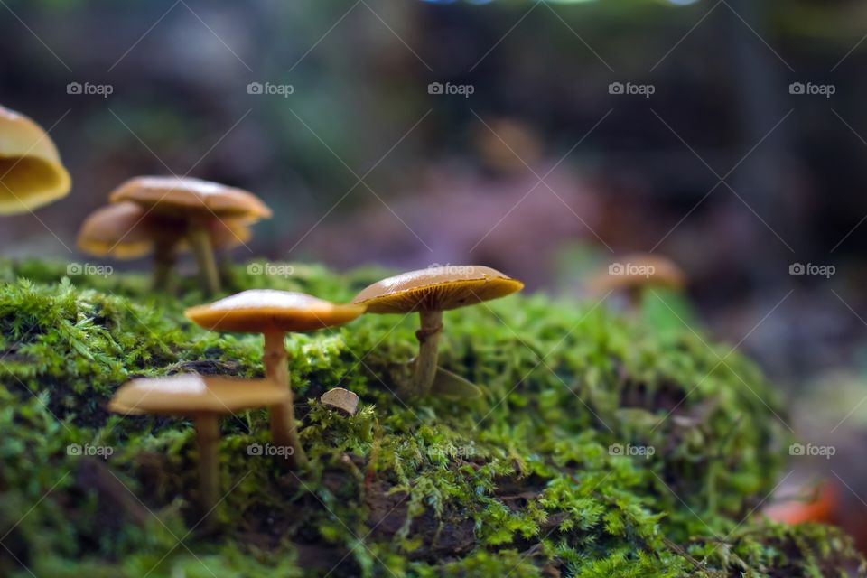 Mushrooms in forest