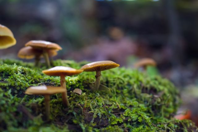 Mushrooms in forest