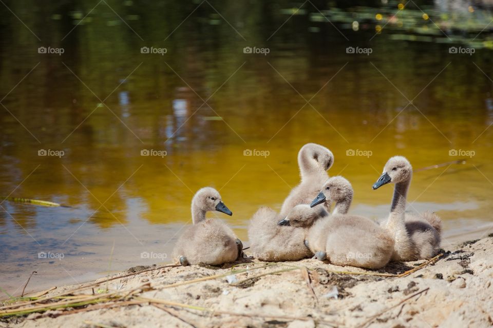 Water, Bird, Swan, Lake, Duck