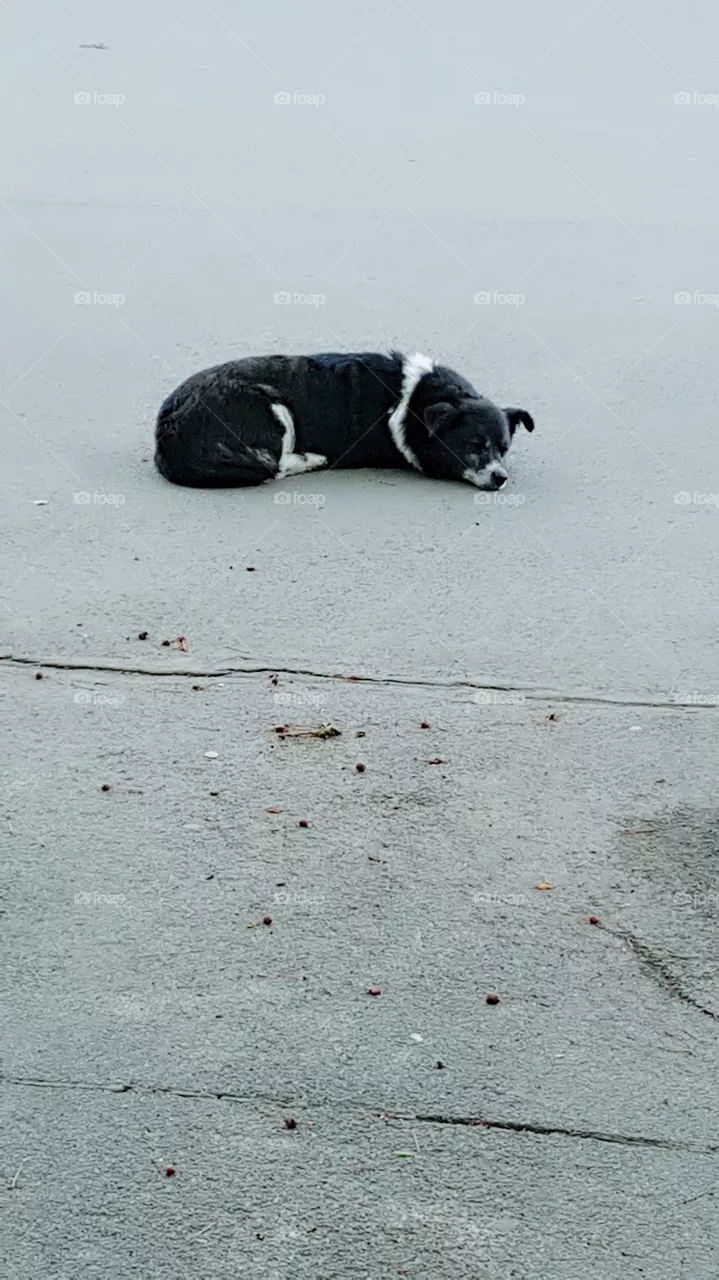 Dog