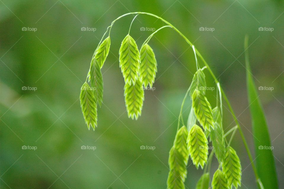 fish on a pole grass