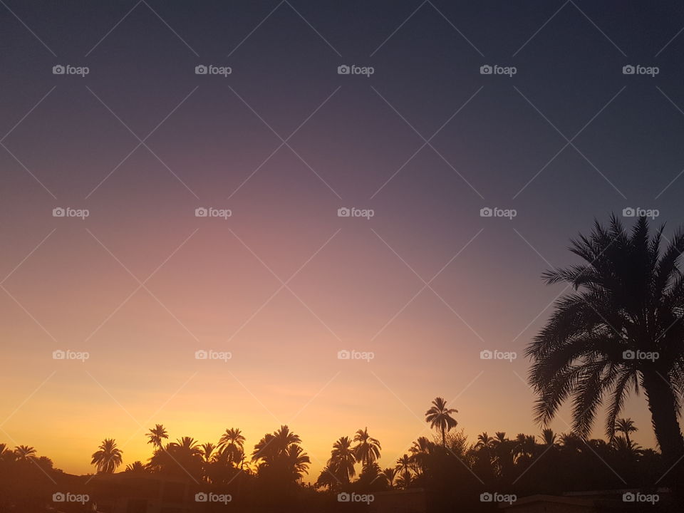 Sunset - Palm Trees - Landscape - Nature - Egypt