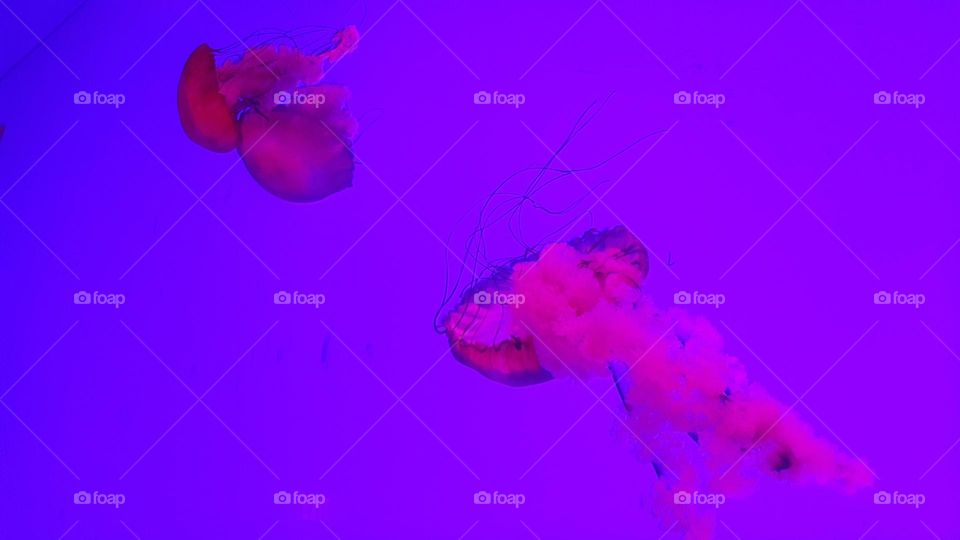 Magenta Glow Jellyfish