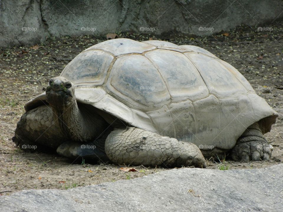 tortoise