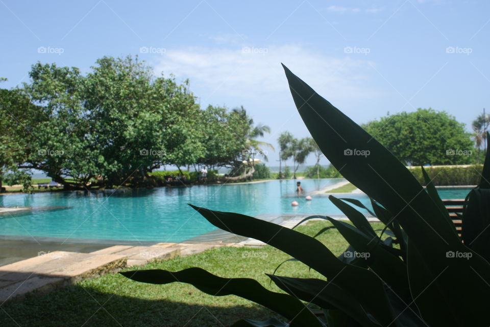 Sri Lanka Hotel Pool and Plant. Taken July 2010.