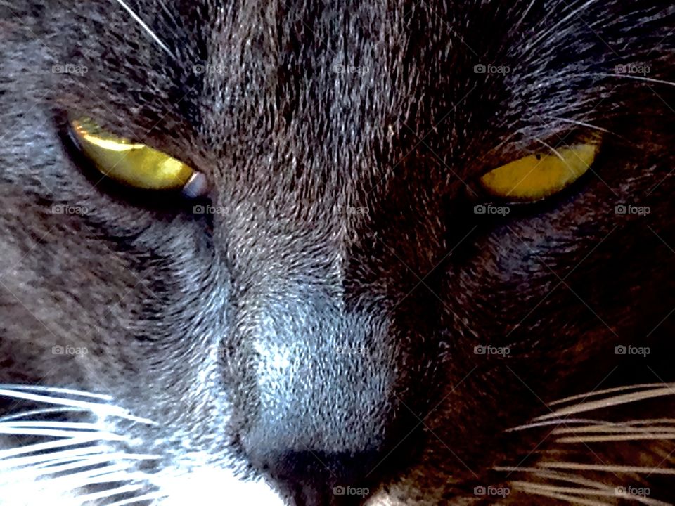 Cat..eye..as a tiger he closely follows the events