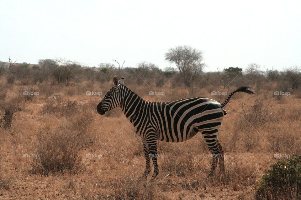 zebra