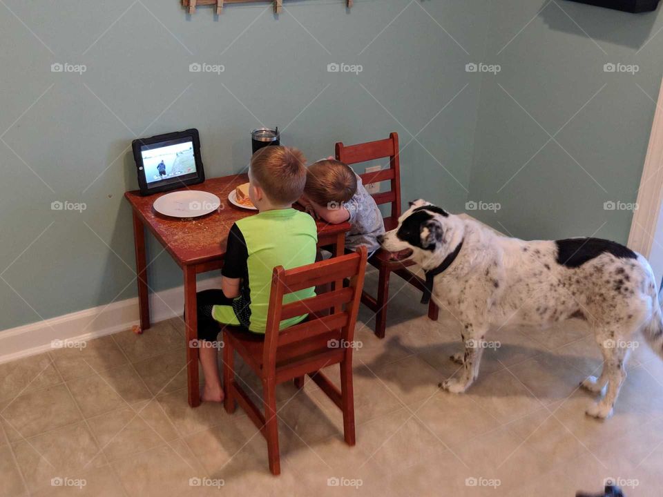 dog is an extension of family