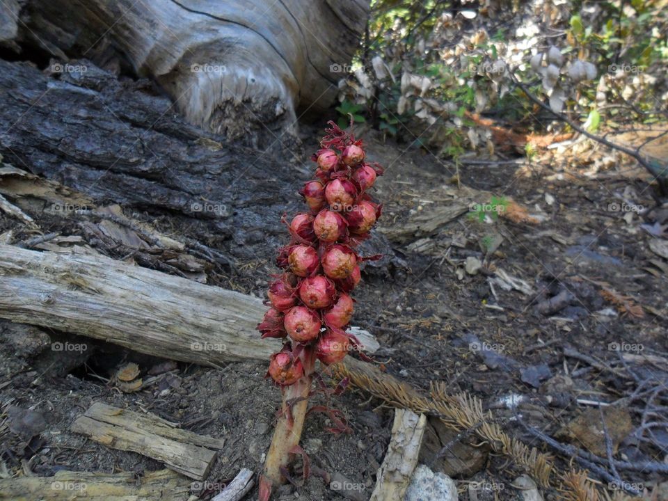 Some kind of wild fruit 