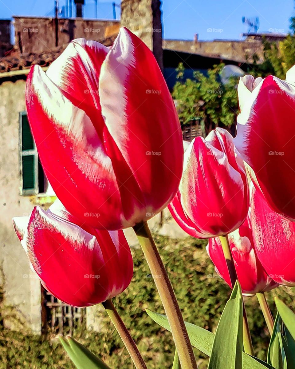 Italian tulips are even in mode