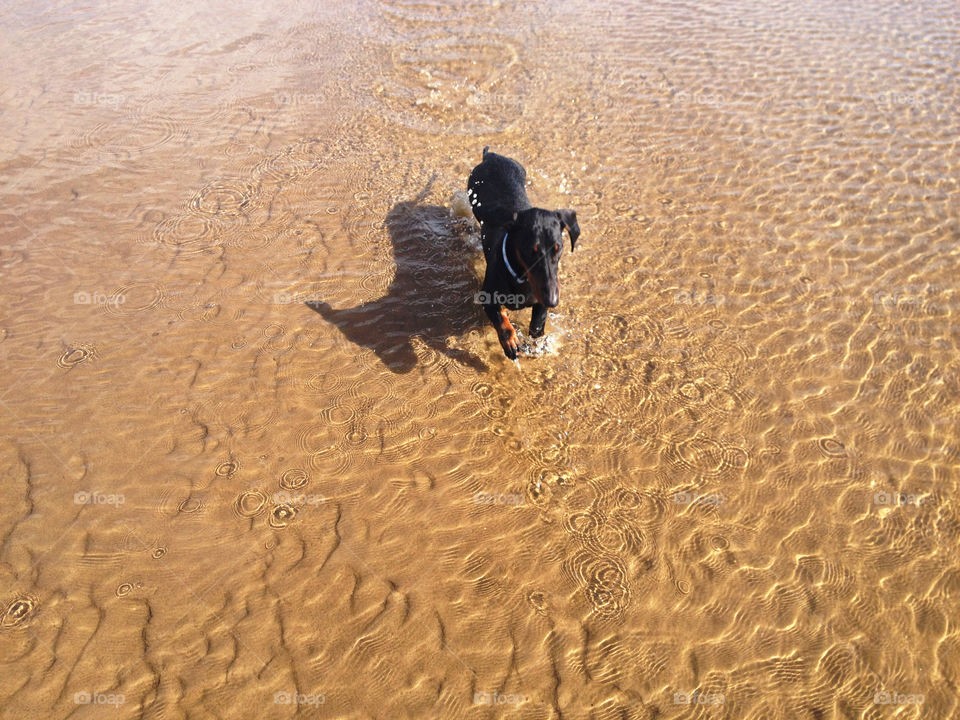 Running wild. Little dachshund running on the beach.