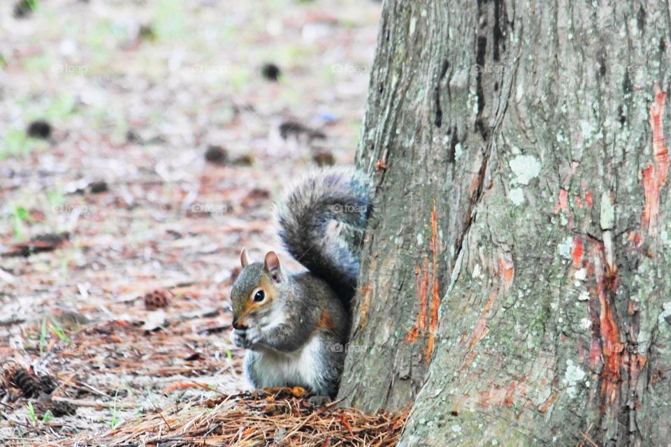 Squirrel in the park 