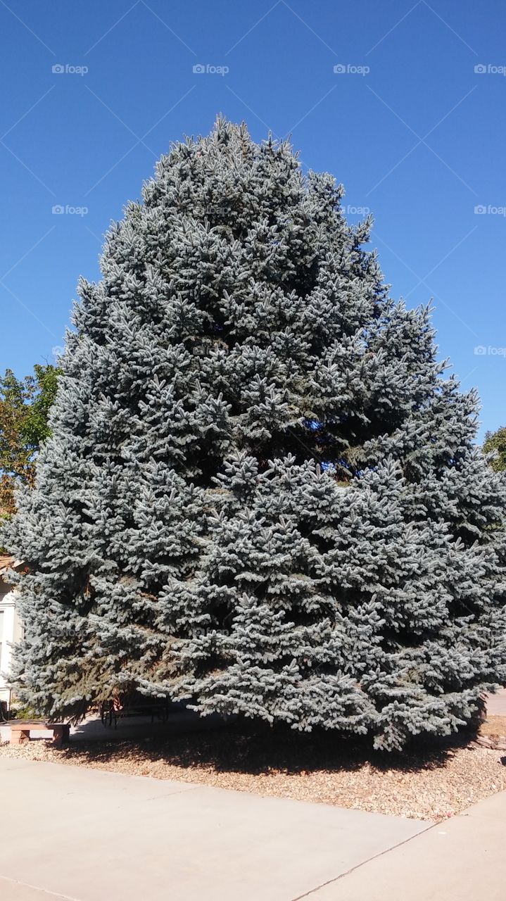 big blue spruce