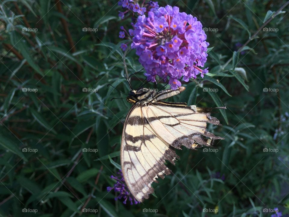 White butterfly