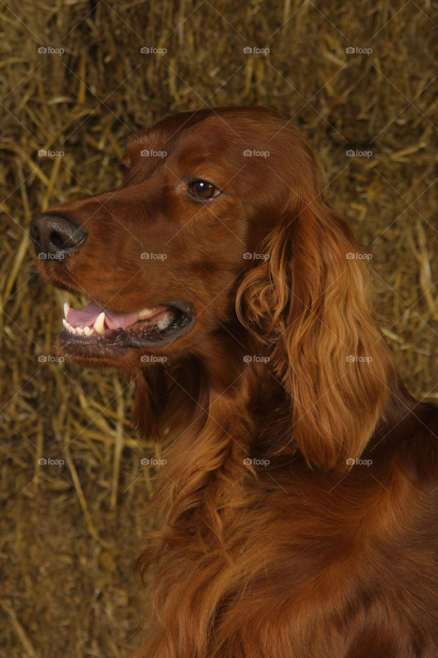 Irish Red Setter