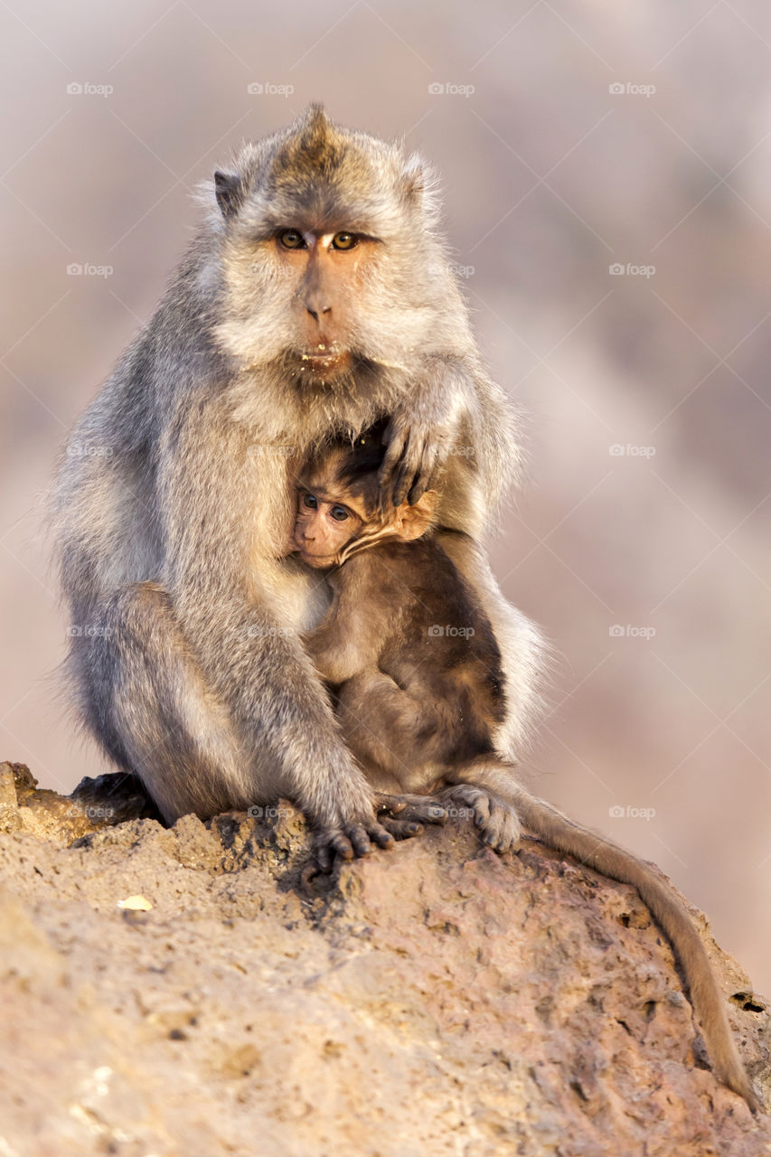 Monkey family at the top of the mountain in the morning in Bali