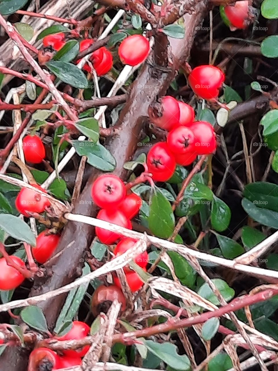 pop of color  - brown twigs green leaves and red berries of cotoneaster