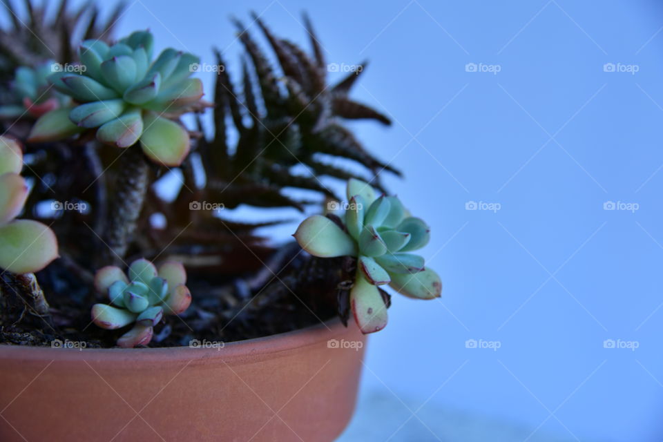 Succulents in an earthen pot