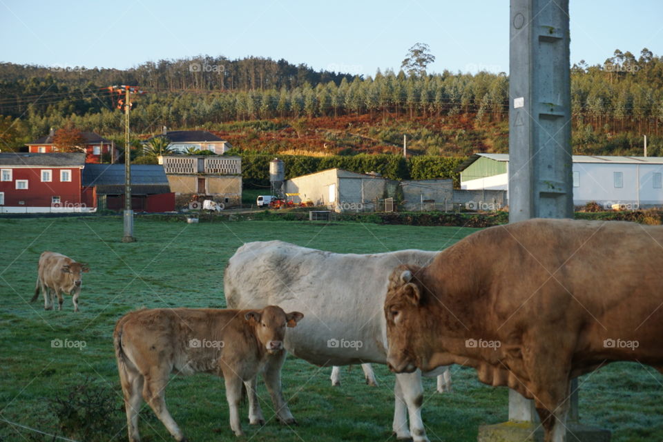 Nature#bull#cows#farm#trees#vegetation