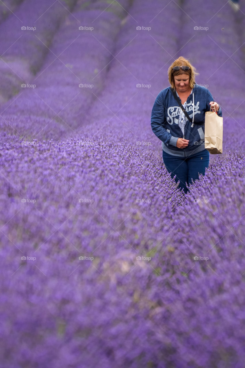 Lavender Field