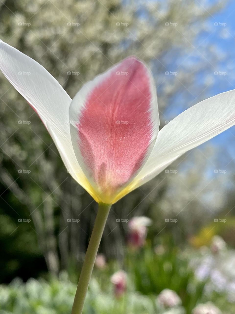 A pretty pink and white tulip