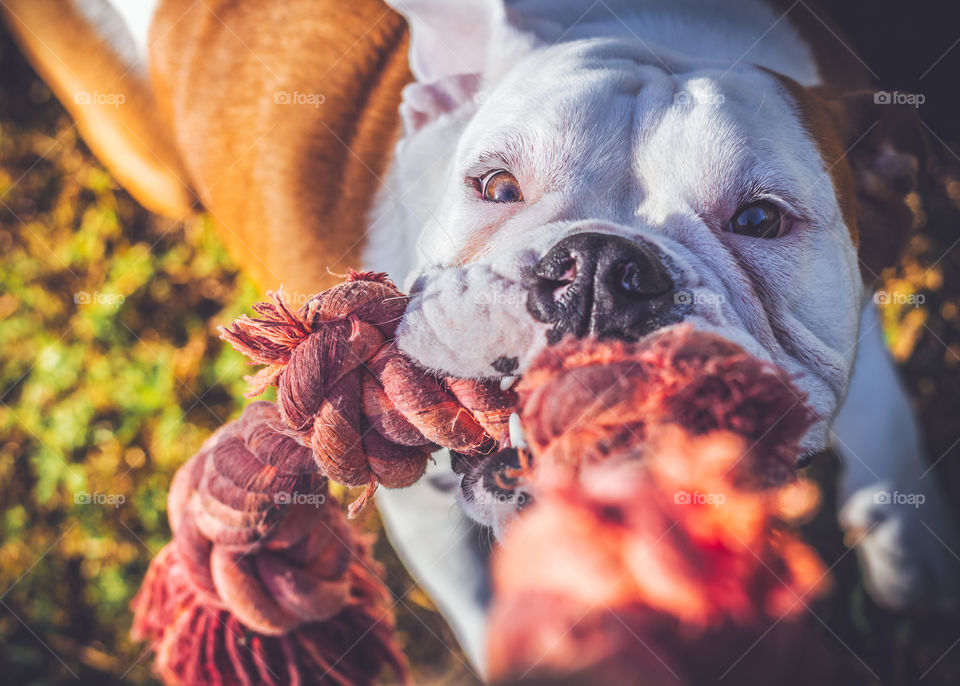 Bulldog Pulling Rope
