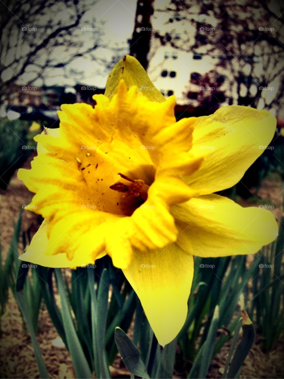 happy yellow flower sunny by Amy