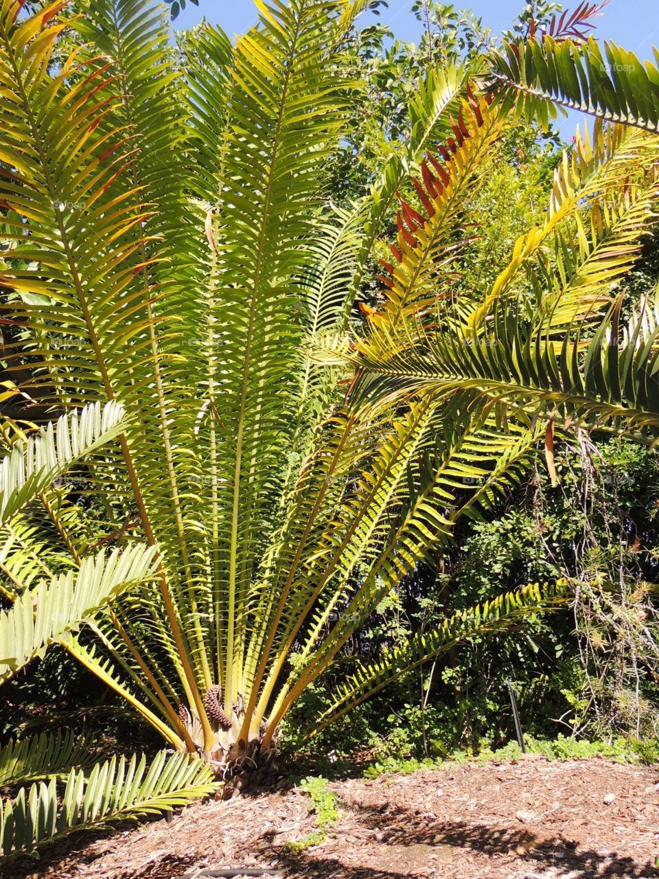 Patterned Exotic Plant