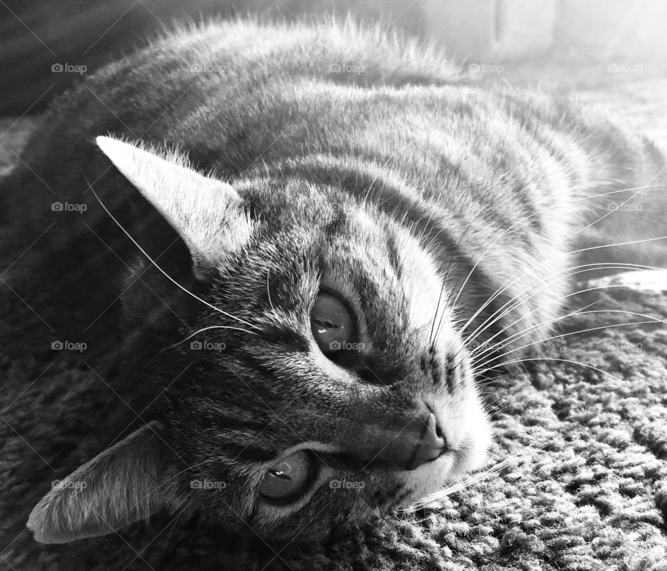 Black and white of a tabby cat 