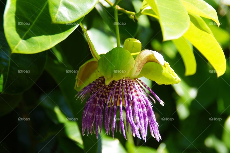 Flower in Hawaiian rainforest