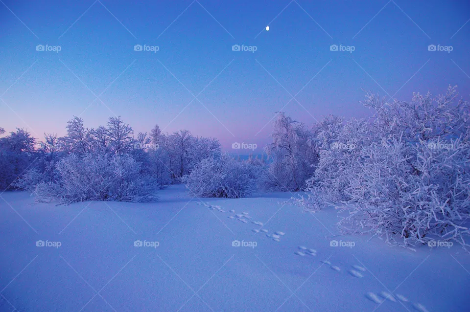 wintercolor