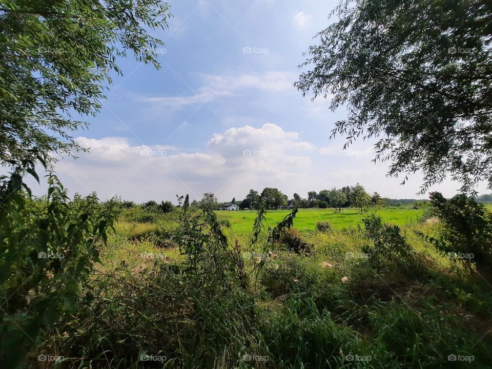 nature green trees summer