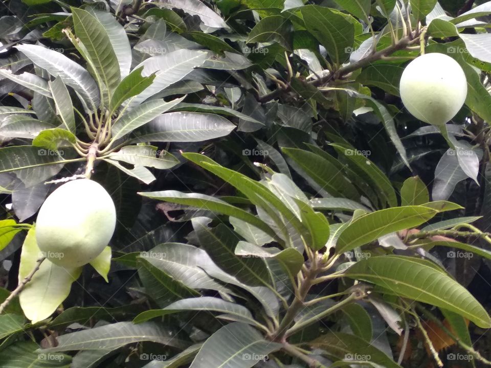 Mango Tree