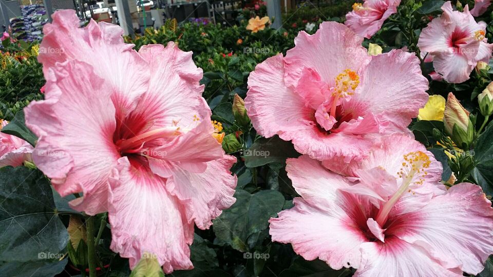 SOFT PINK PETALS