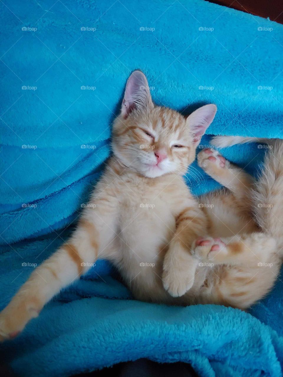 kitten cuddles