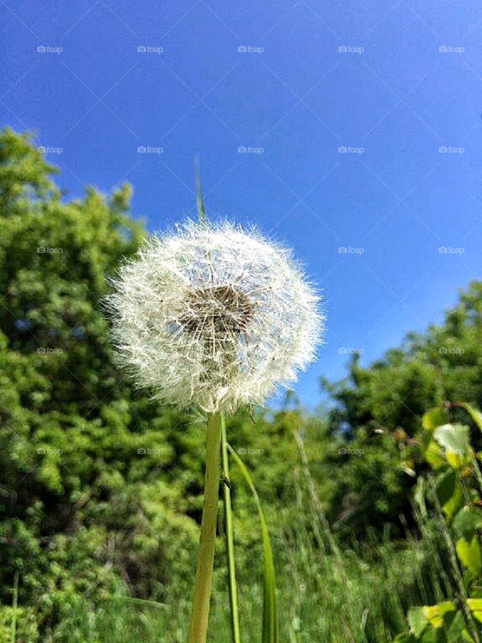 dandelion