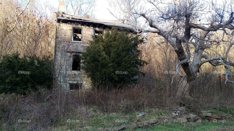 abandoned house with creepy tree on Grindstone Rd