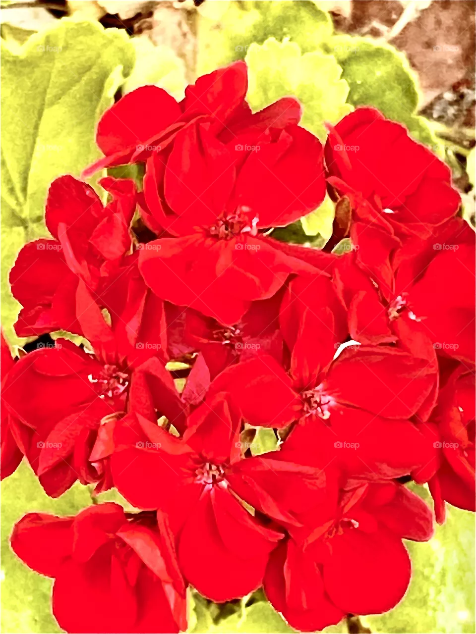 Red Flowers