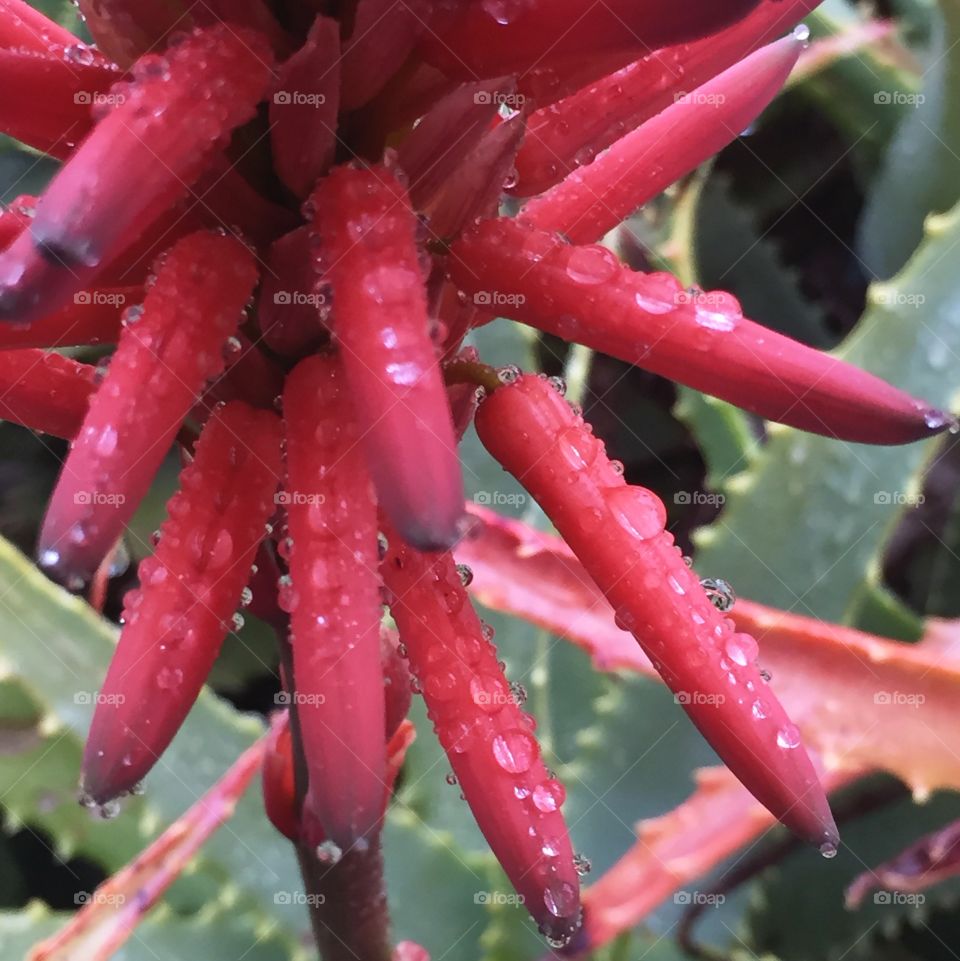 Aloe after the rain II