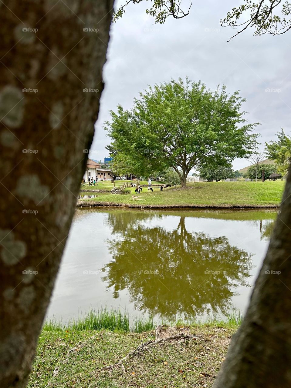 reflected nature