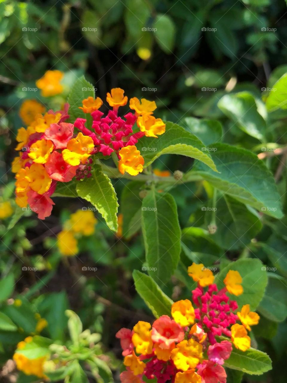 Tiny Red and Orange Flowers