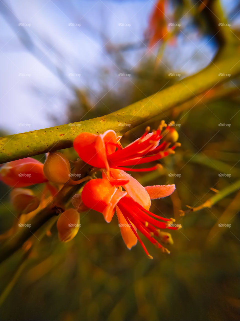 Capparis Flowers blooming on a branch