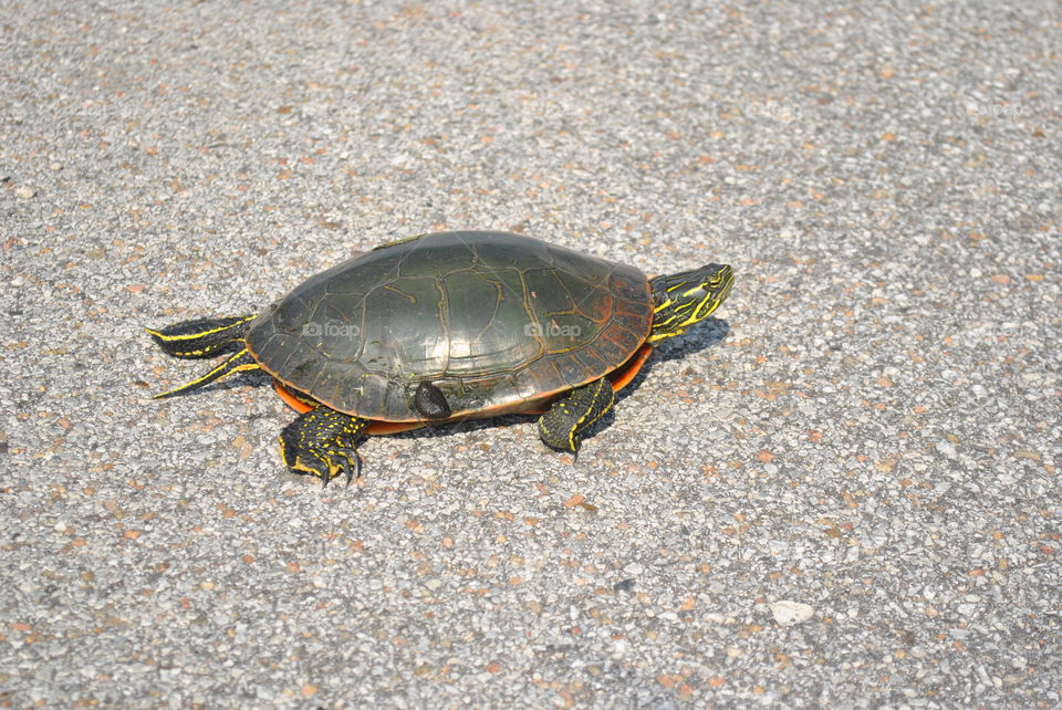 A wild turtle crossing the road in Iowa