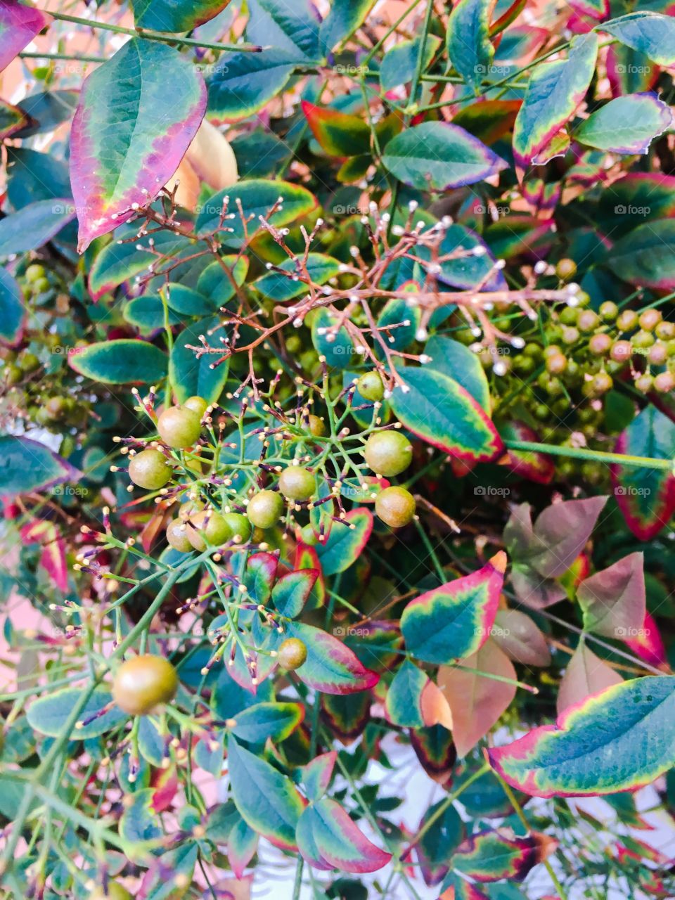 Fall leaves and berries 