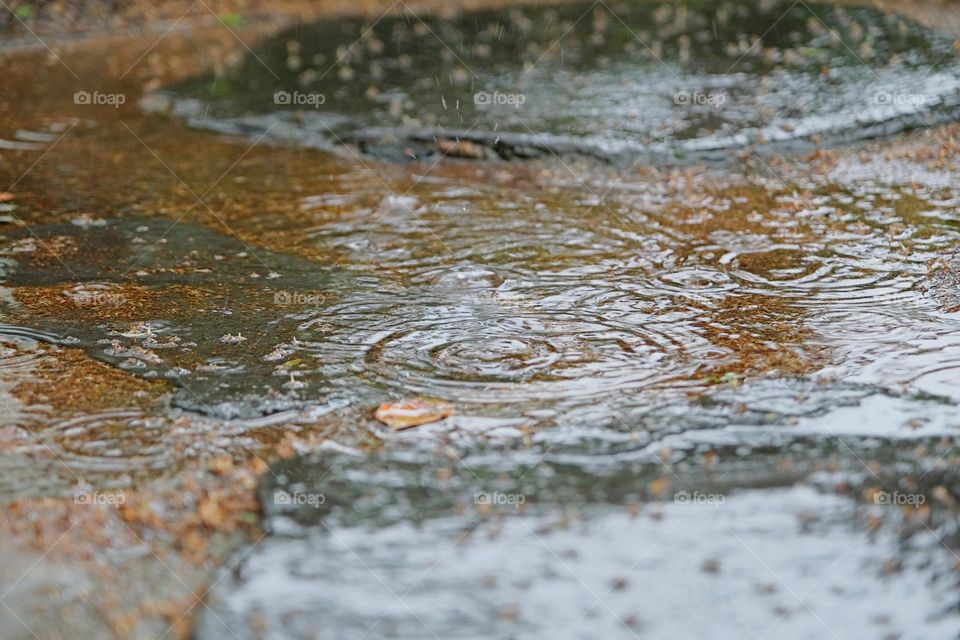 rain puddle