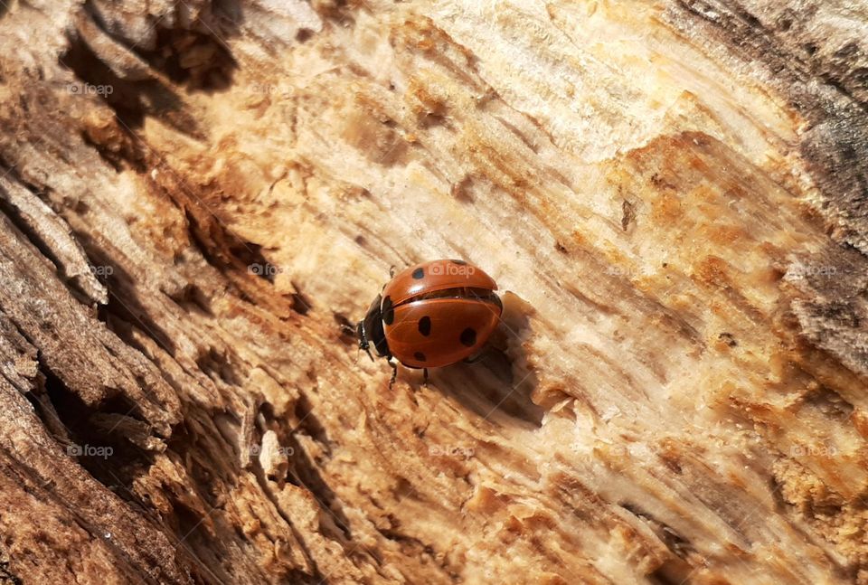Ladybug on the bark of a tree in the park